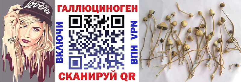 Псилоцибиновые грибы Psilocybe  Верхняя Тура 